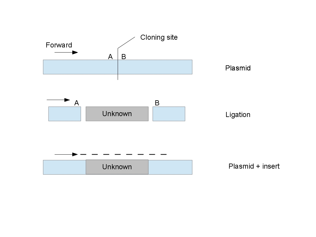 What happens at the cloning site of sequencing vector