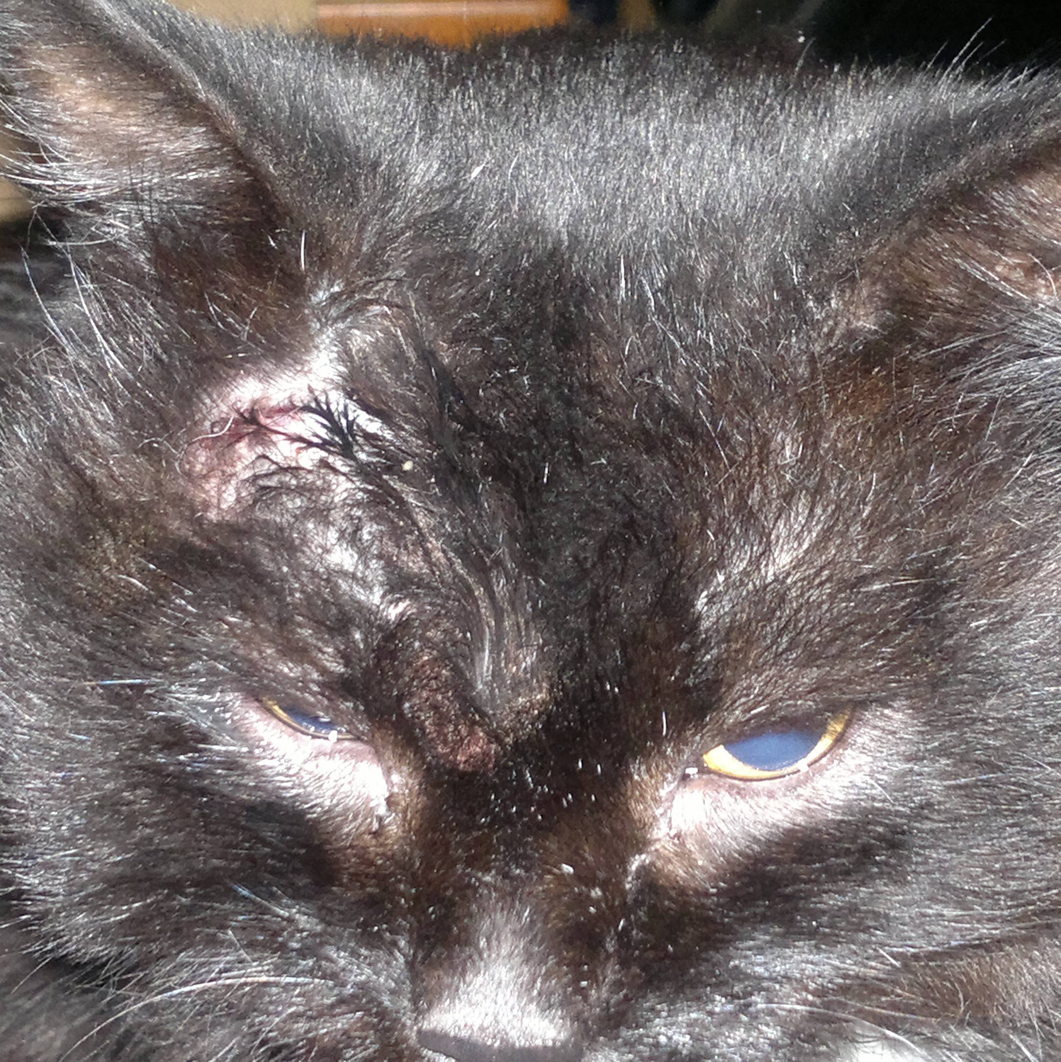 Cat with pink wound above eye, missing hair