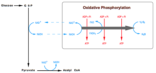 Glycolysis under aerobic conditions