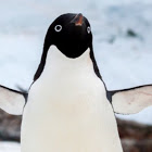 Mrpenguin's user avatar