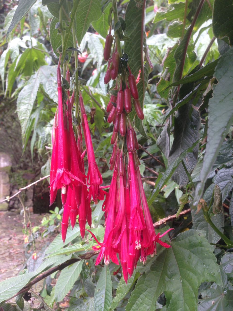 Flowers with berries