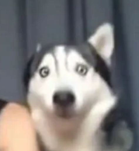 Spooked Husky's user avatar