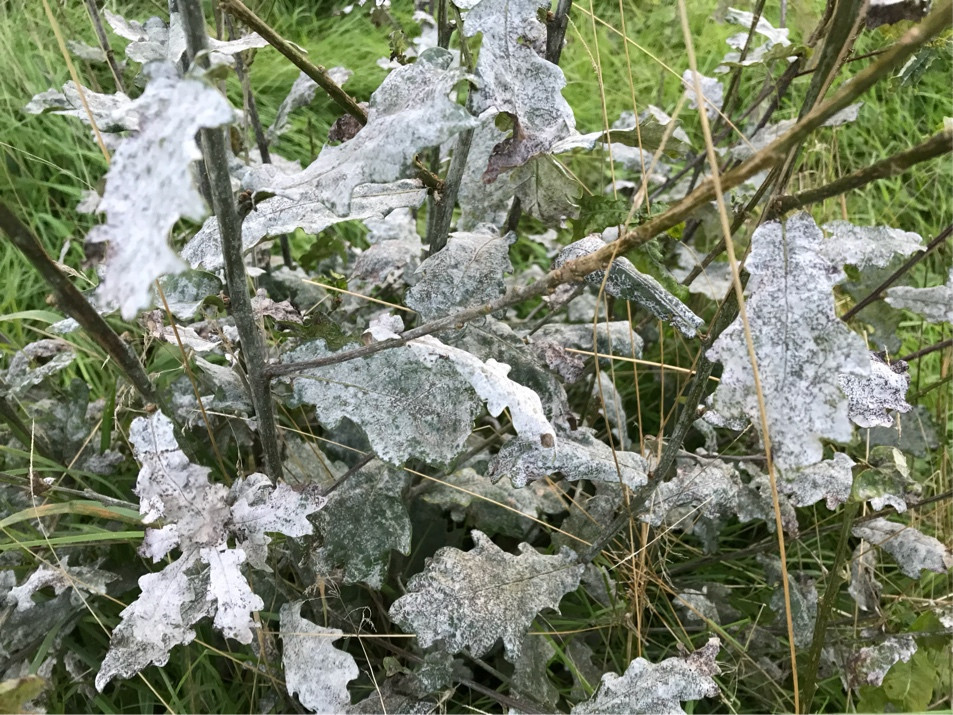 Affected oak leaves