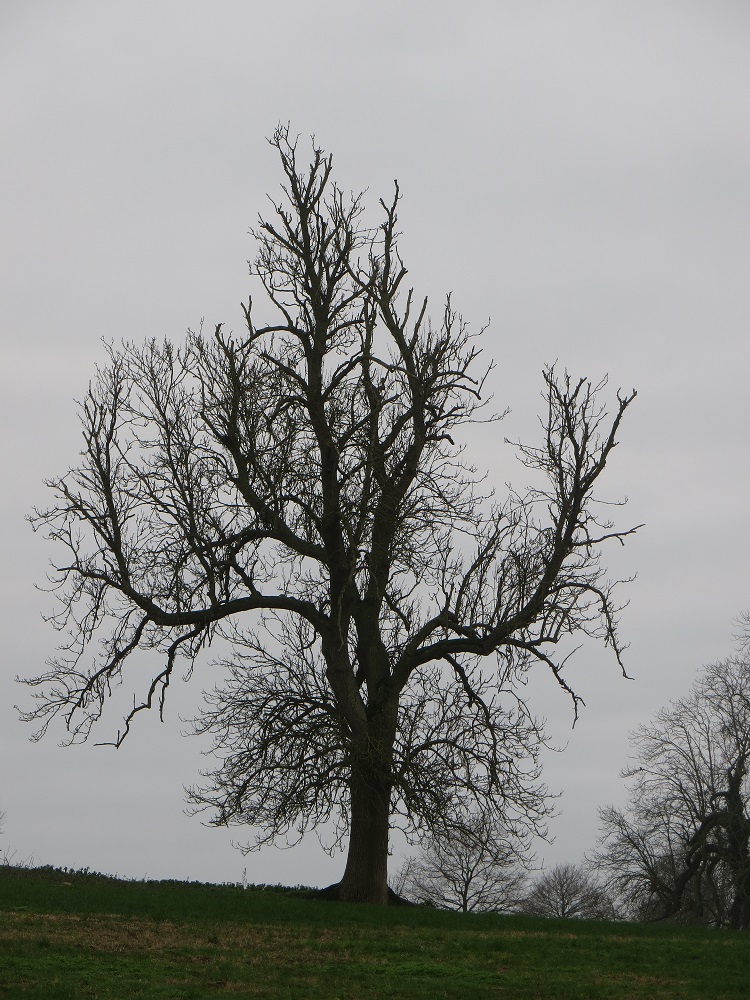 Lone winter tree up the hill.