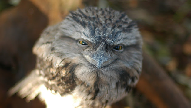 Frogmouth