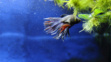 Male blue crown tail betta