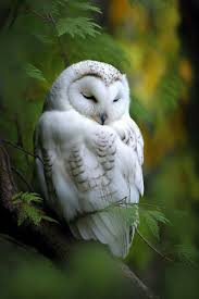 The White Owl's user avatar