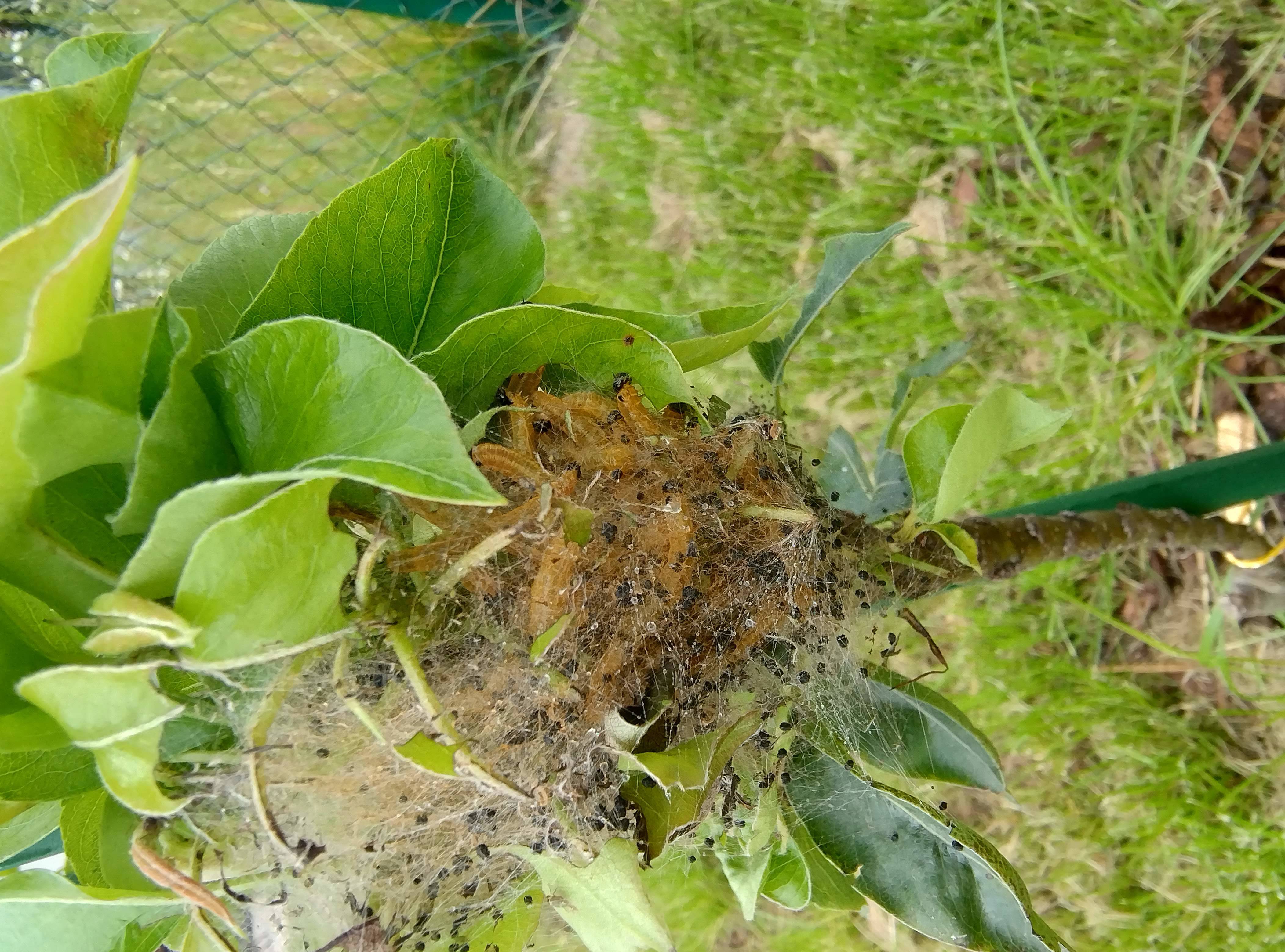 caterpillars eating the leaves