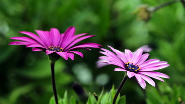 A Pair of Flowers