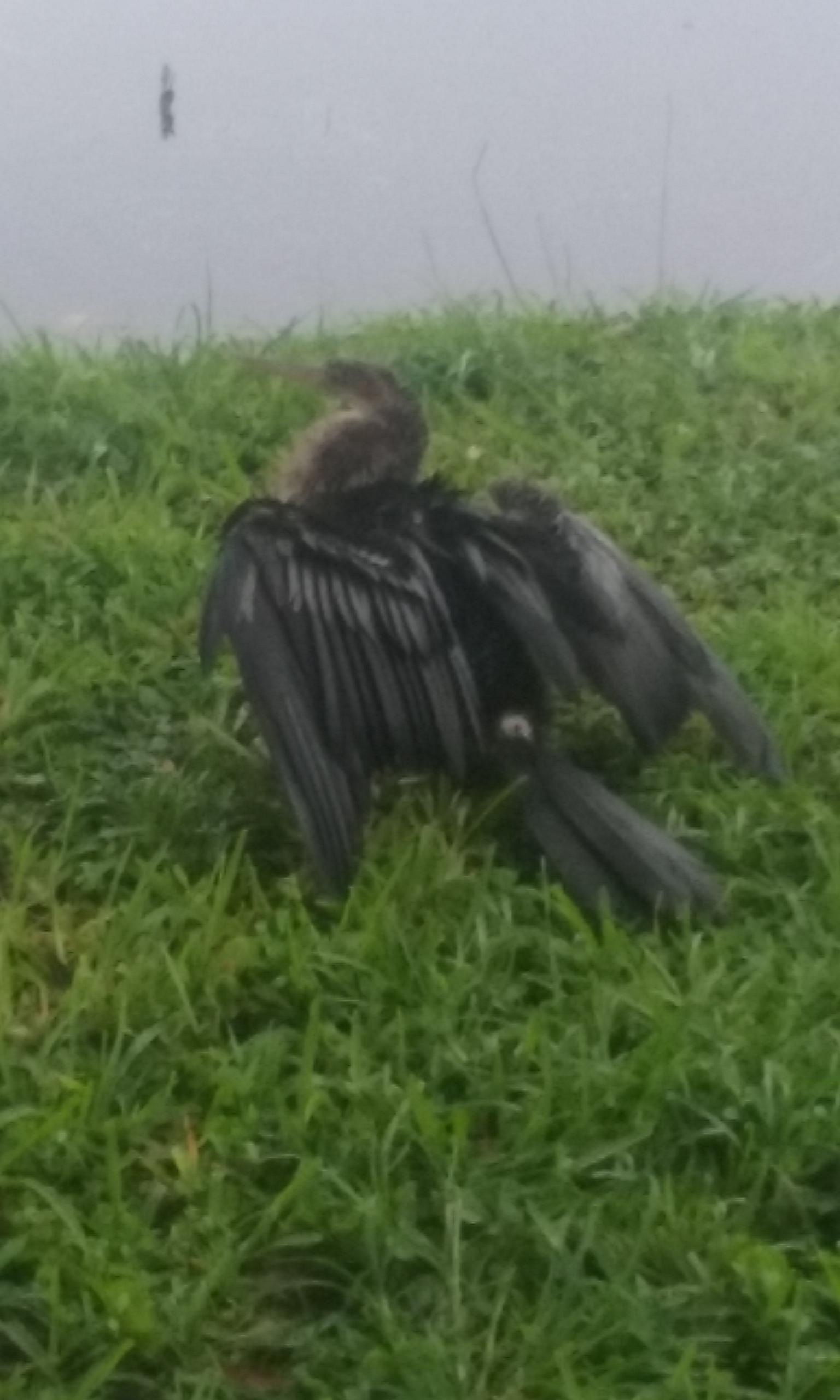 the malformed wings of a bird with no feathers on its neck, turned 90 degrees