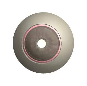 Anatomy plot of eyeball