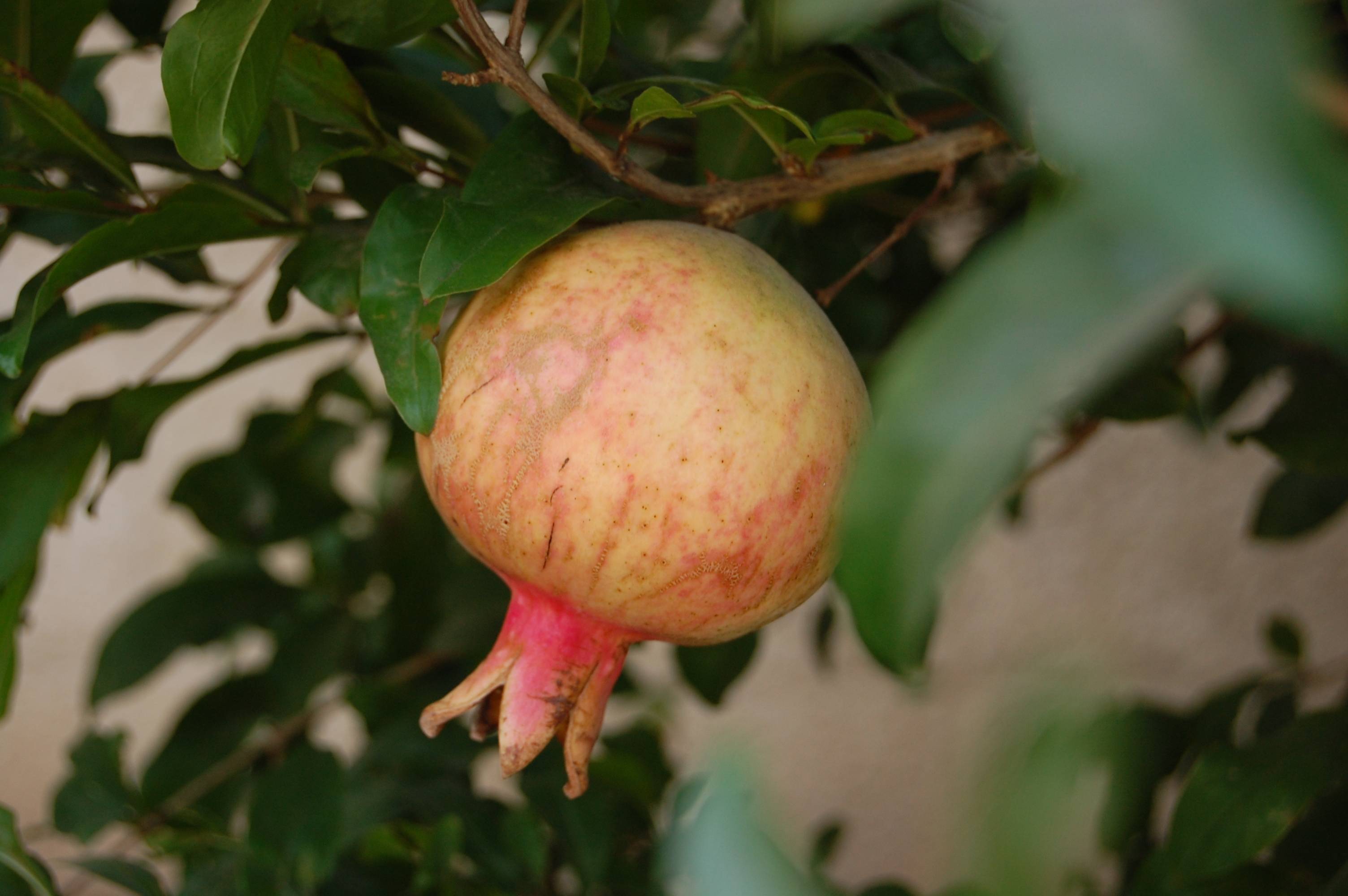 Pomegranate