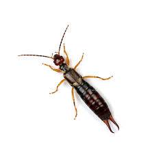 an earwig's user avatar