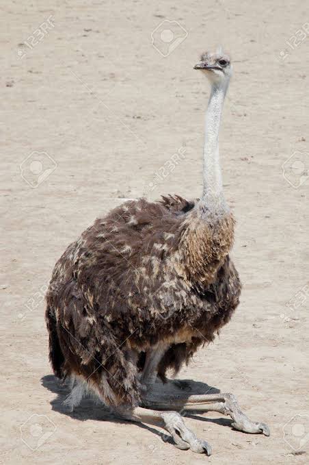 Sitting ostrich