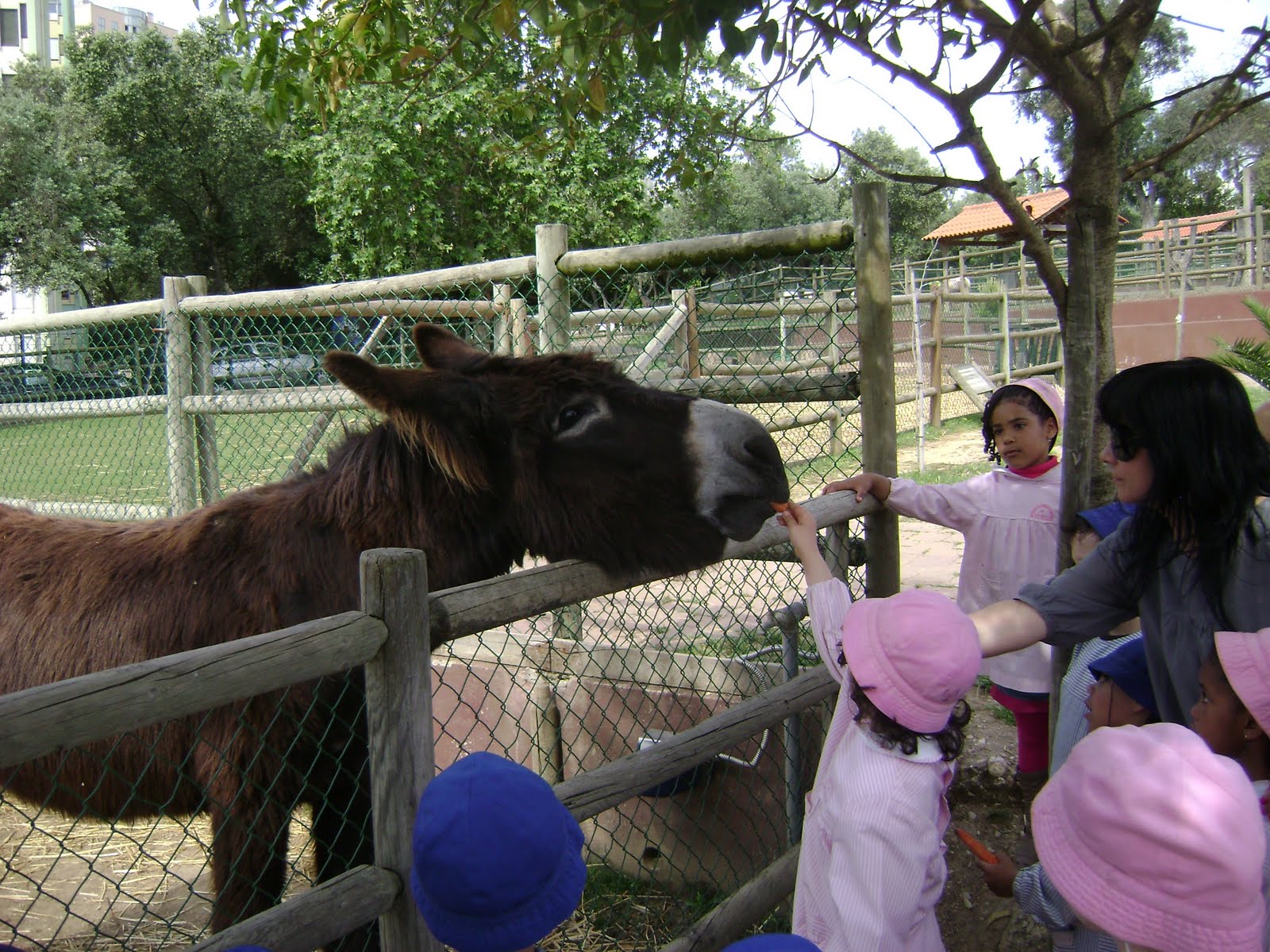 donkey in farm