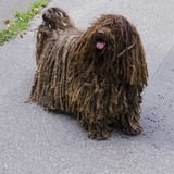 dreadlock dog 1