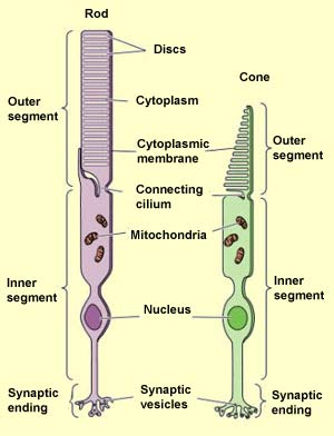 Cones, rods