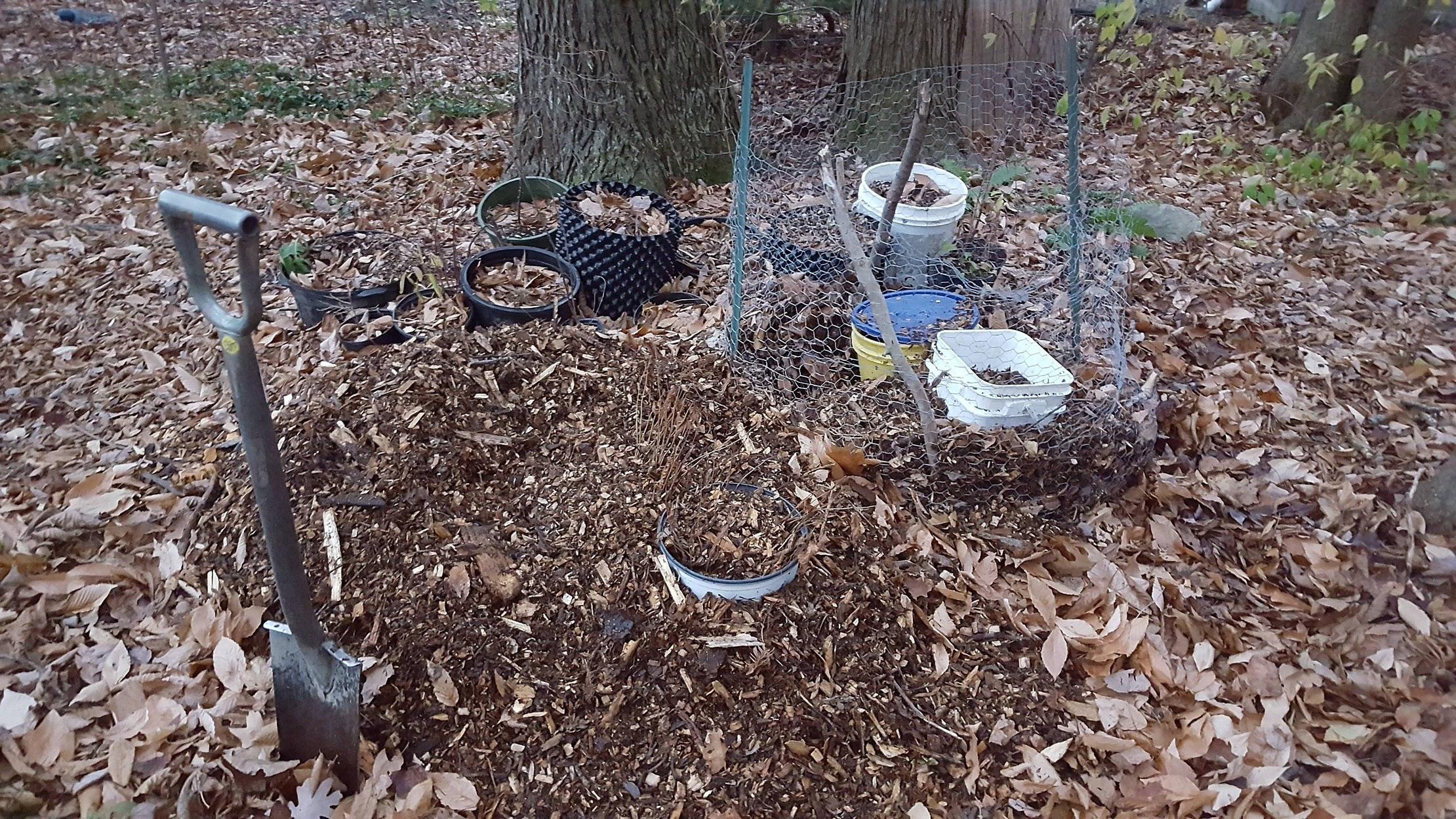 mulch insulated pots of trees and buckets of tree seeds for winter stratification