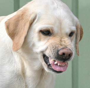 Dog snarling