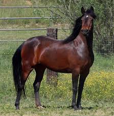 Morgan Horse's user avatar