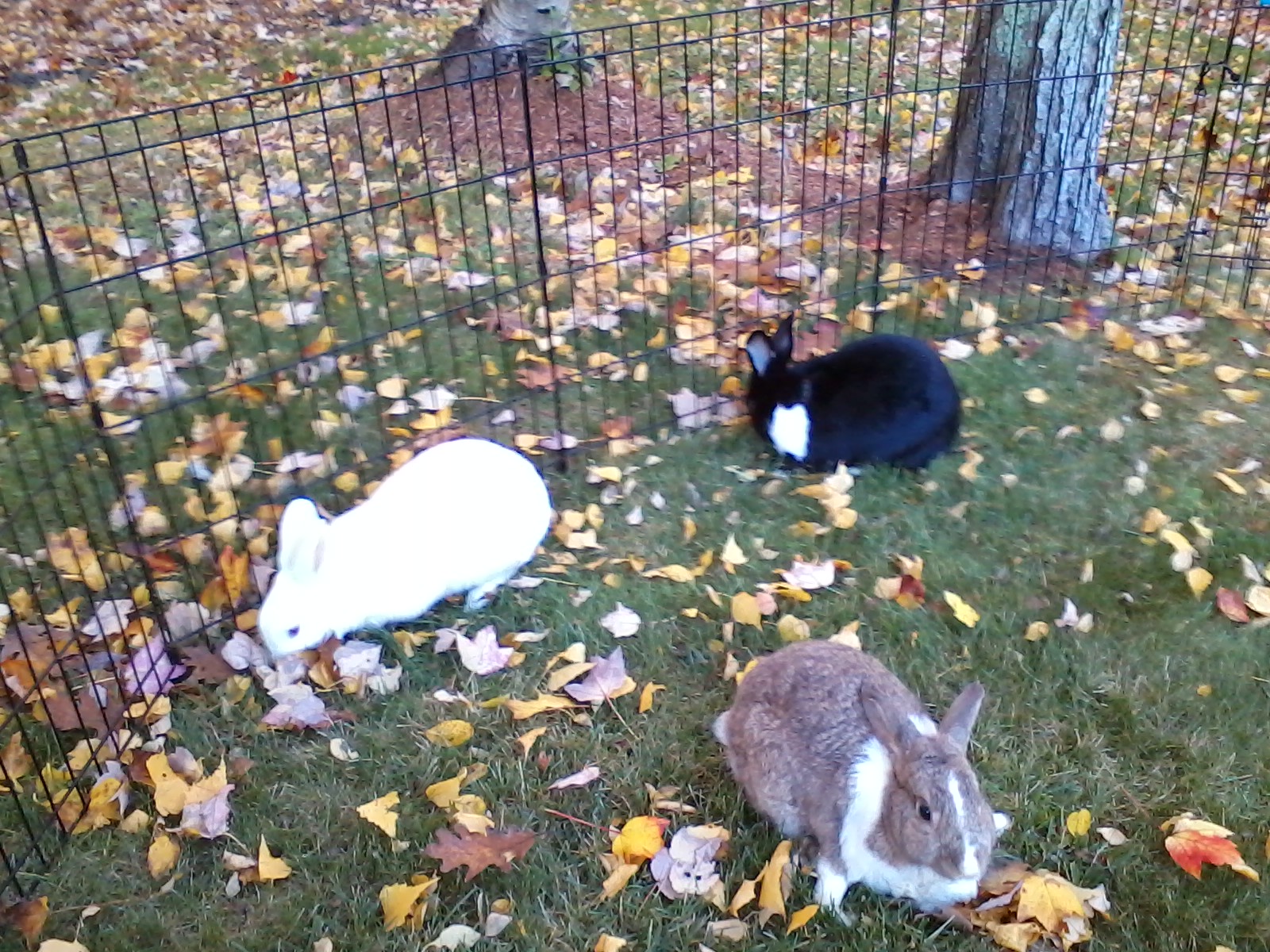 Baxter and the girls Camping