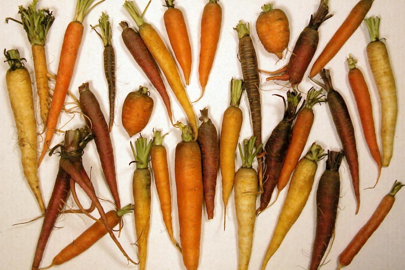 carrots- wikimedia