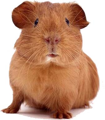 msguineapigsrus's user avatar