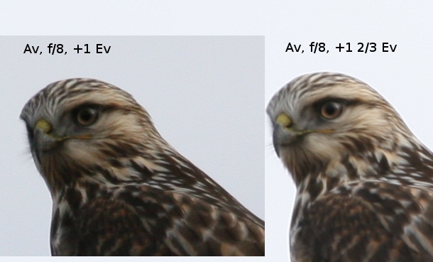 different Ev values of a rough-legged hawk