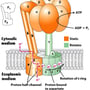 F1F0 atpase