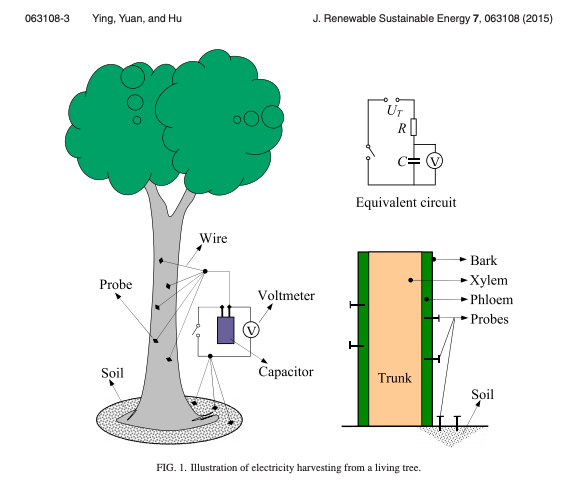 Energy Harvesting from tree