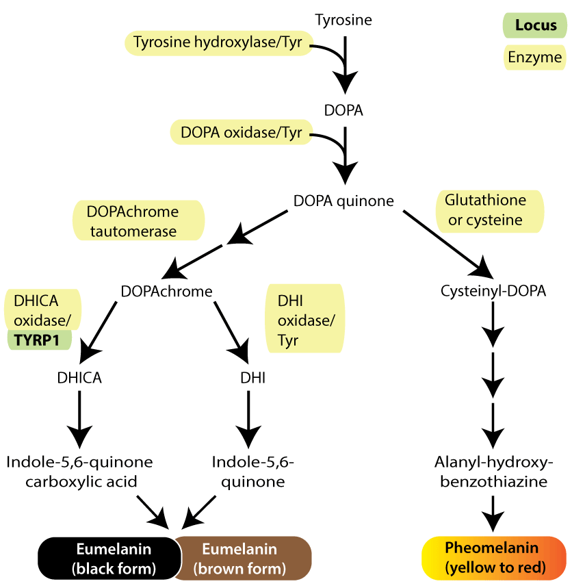 Melanin biosynthesis pathway