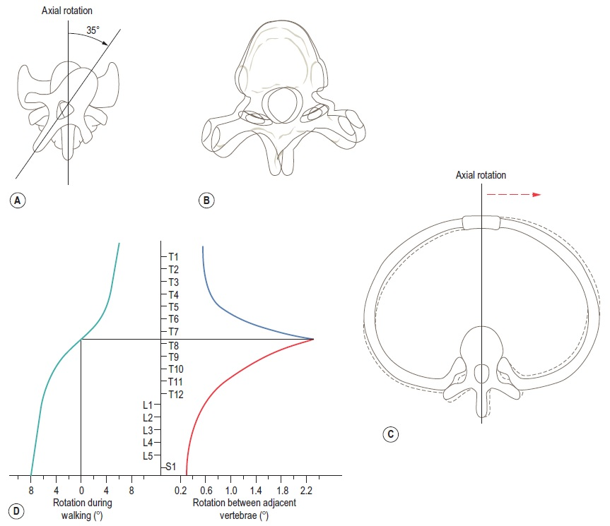 Axial Rotation