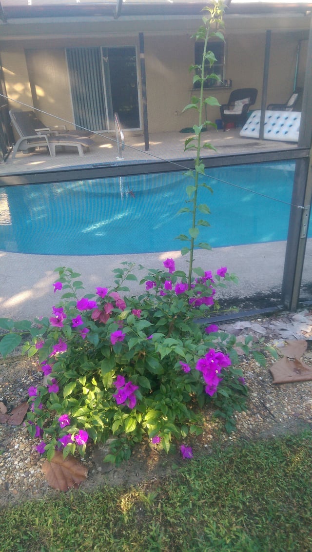 Abnormally tall bougainvillea branch