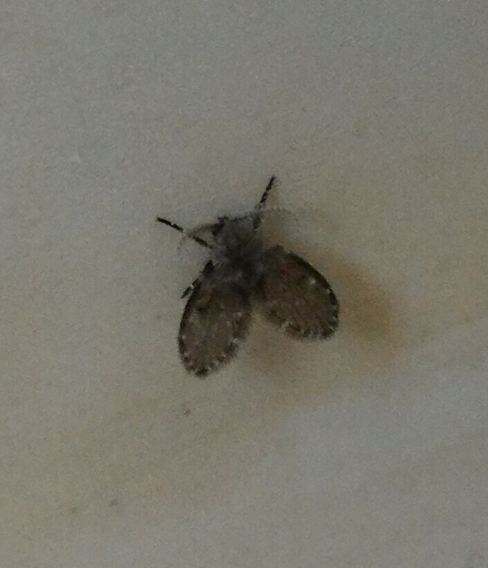 Mystery bug