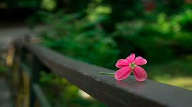 Random Flower in Lawn - Amritpal