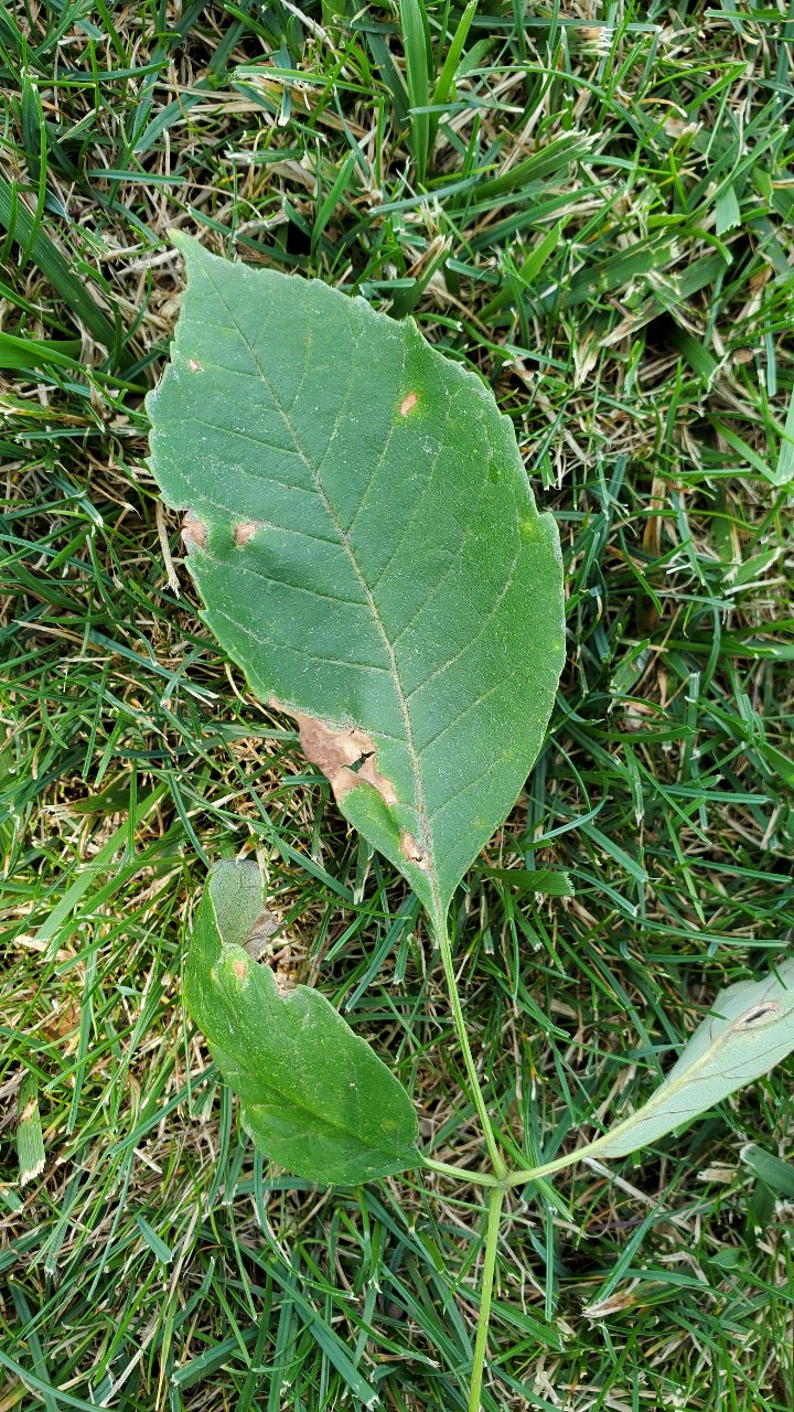 Leaf