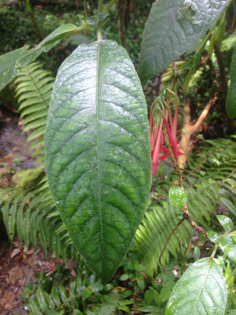 The leave of the plant