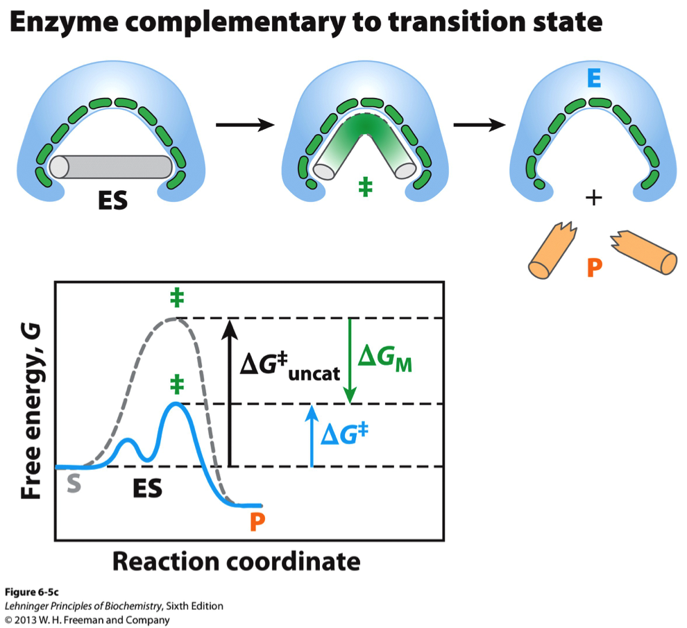 Enzyme-substrate coupling