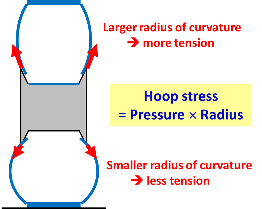 tire cross section