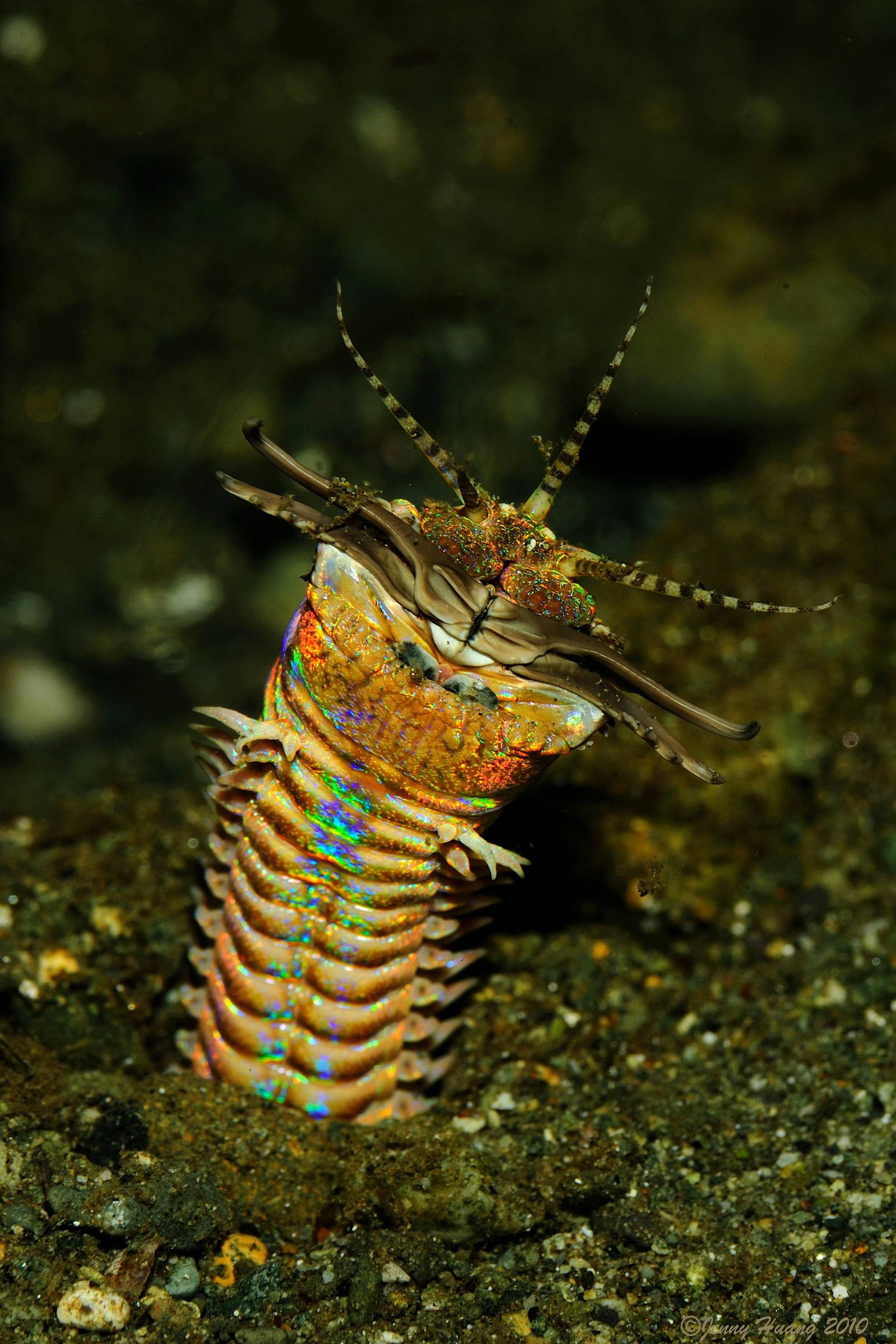 bobbitworm's user avatar