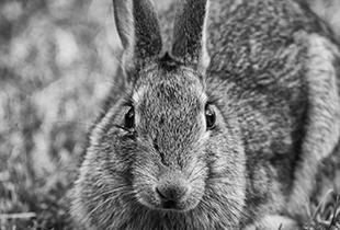 Close-up of a rabbit's face in black & white