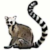 Lemur's user avatar