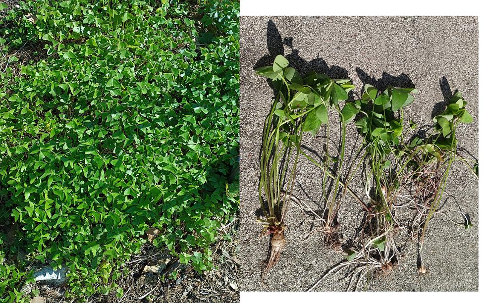 A patch of this plant (left) along with some extracted plants showing their root systems (right)