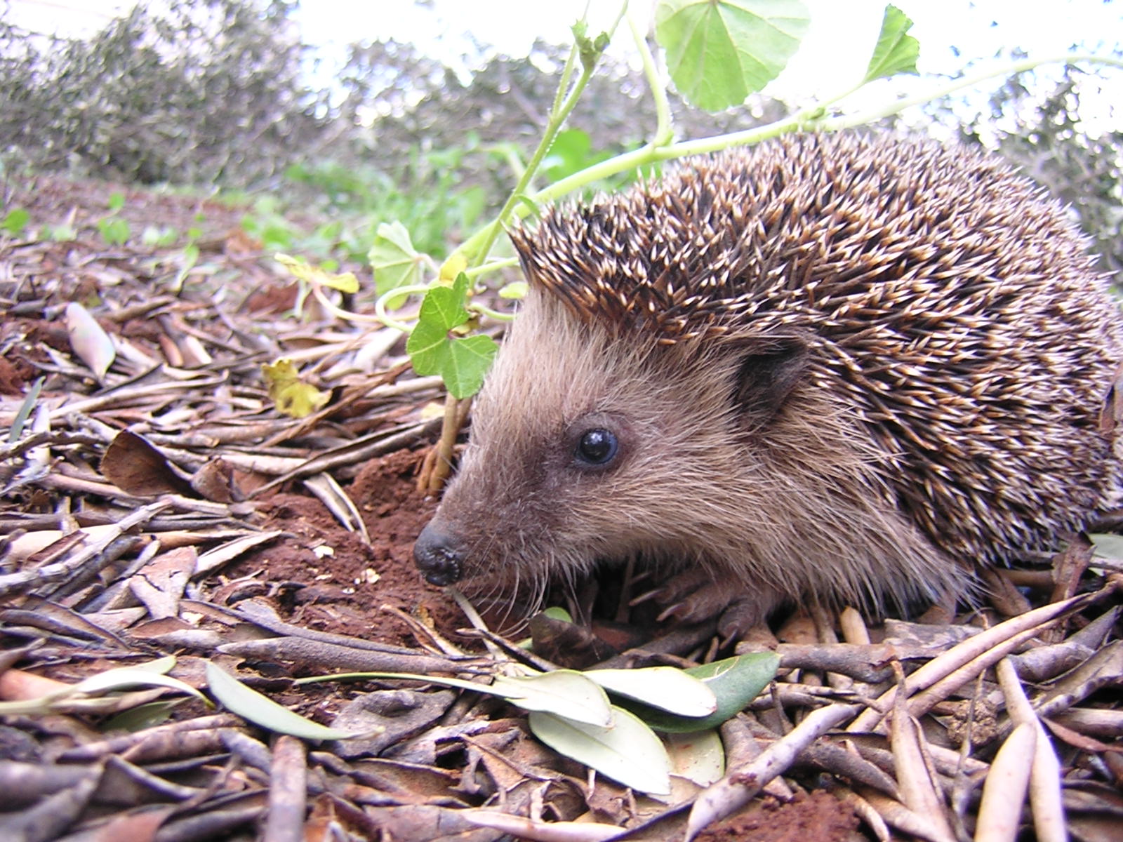 Sir. Hedgehog