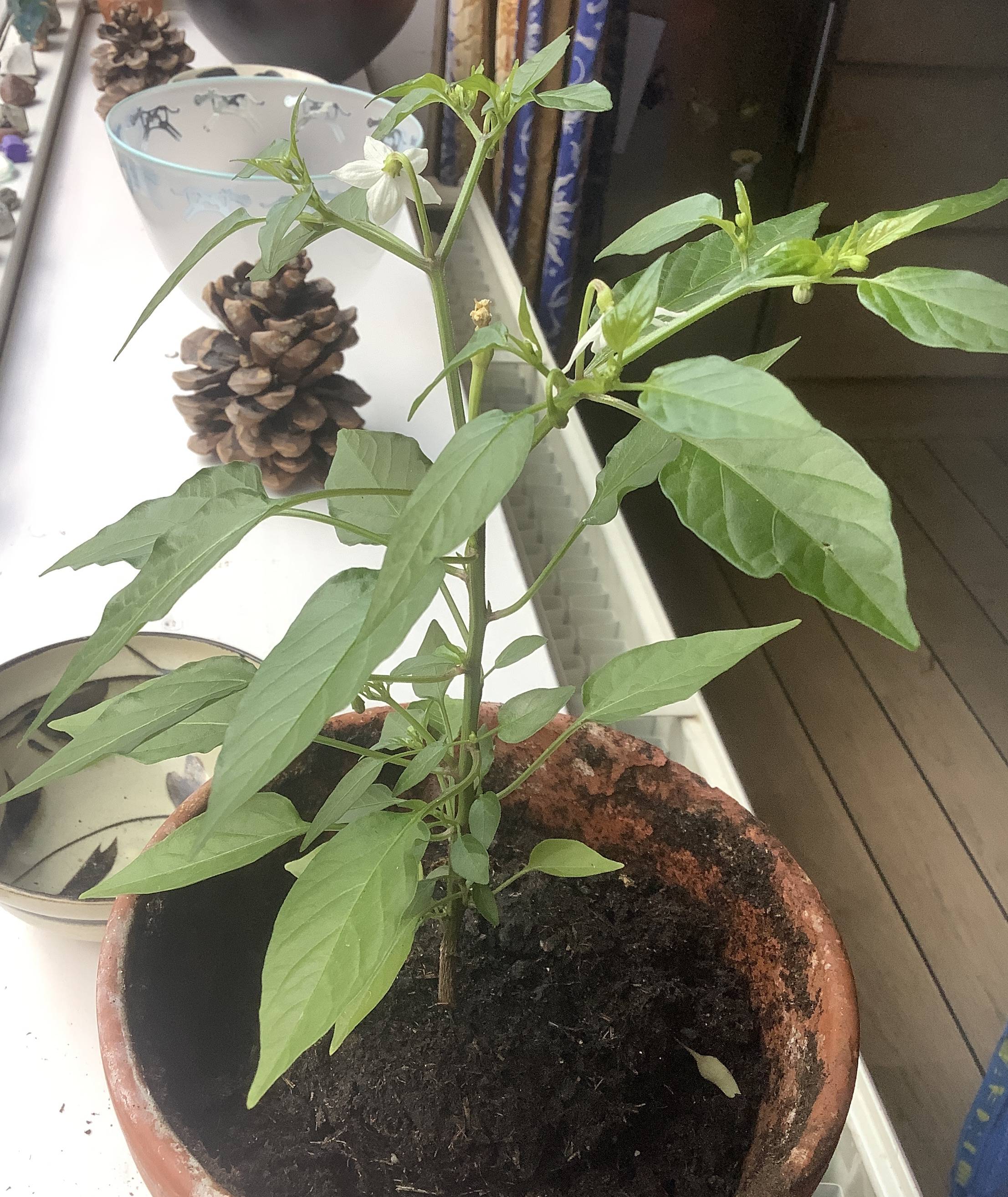 Chili plant