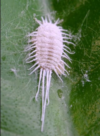 Mealybug