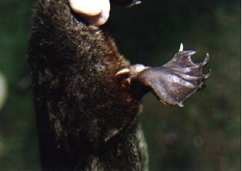 The barb of a platypus on its rear leg