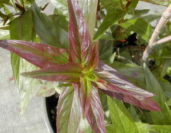 Epilobium ciliatum weed