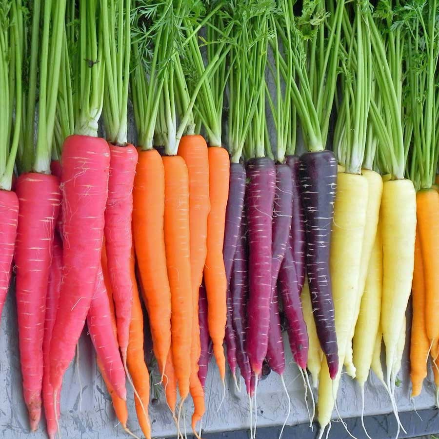 Natural Carrot color variation