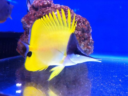 Butterfly fish